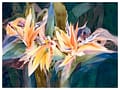 Birds Of Paradise