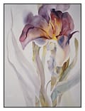 Erin's Iris
