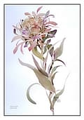 Protea I