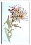 Protea II