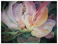 Water Lilly
