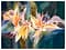 Birds Of Paradise