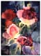 Helen's Pansies