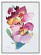 Orchid