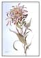 Protea I