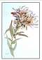 Protea II